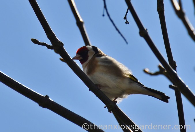 Goldfinch
