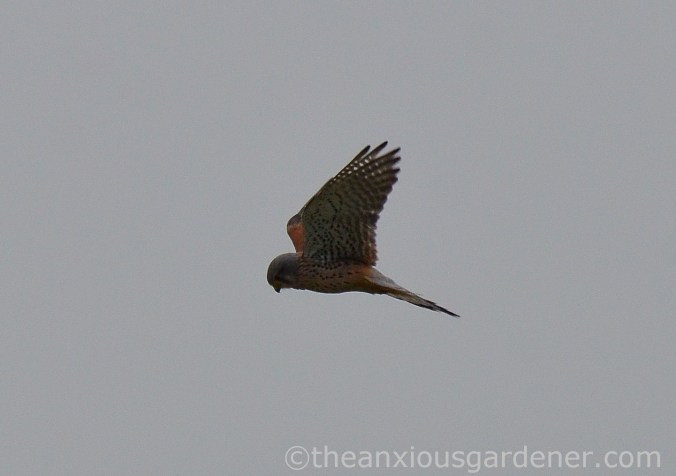 Kestrel