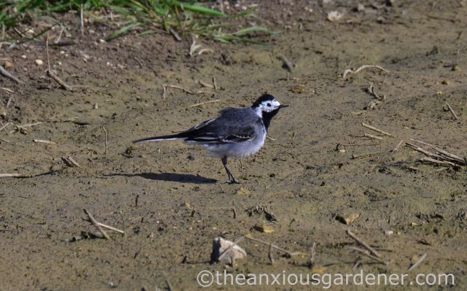 Pied wagtail
