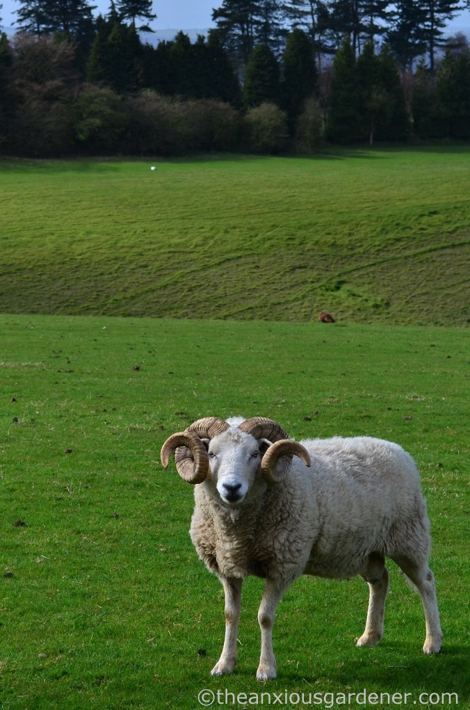 Ram, South Downs Way