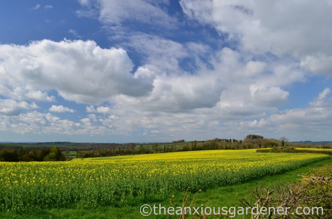 Rape Field, South Downs WAy