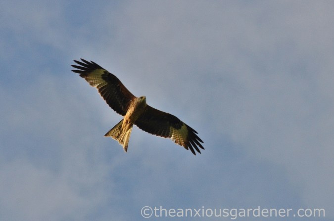 Red Kite