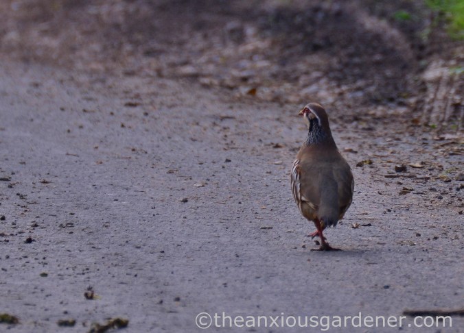 Red-legged partridge