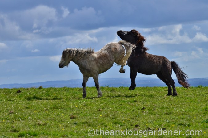 South Downs Ponies (2)