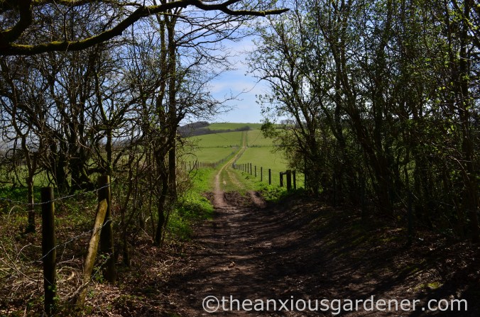 South Downs Way (1)