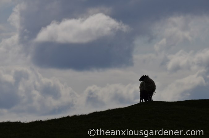 South Downs Way (24)