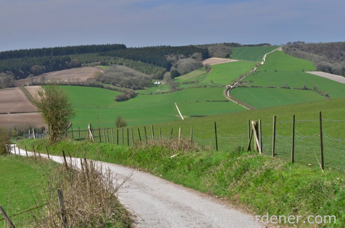South Downs Way (3)