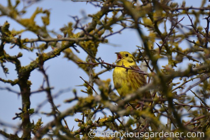 Yellowhammer