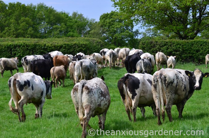 Cows out to pasture (1)