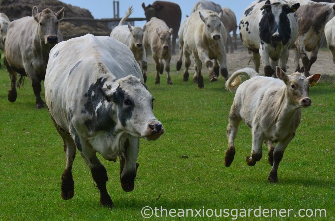 Cows out to pasture (10)