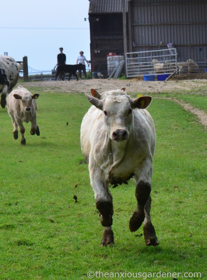 Cows out to pasture (12)