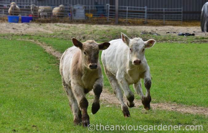 Cows out to pasture (13)