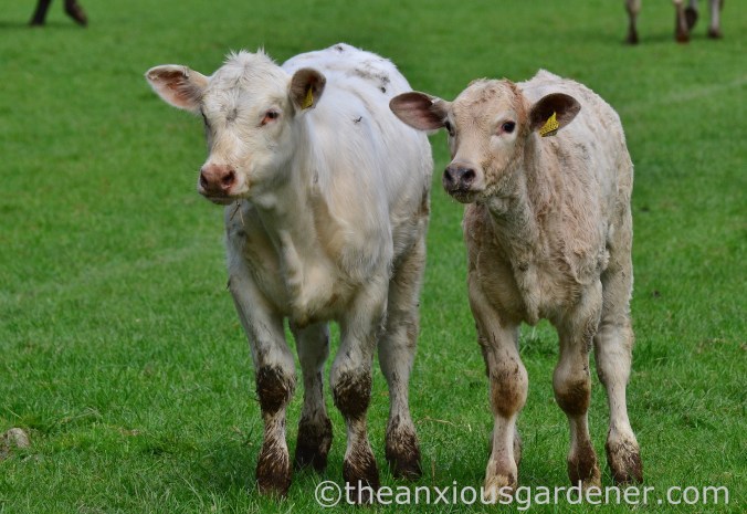 Cows out to pasture (14)