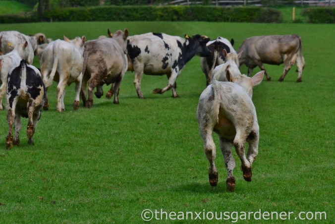 Cows out to pasture (15)
