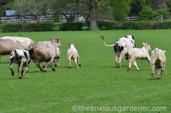 Cows out to pasture (16)