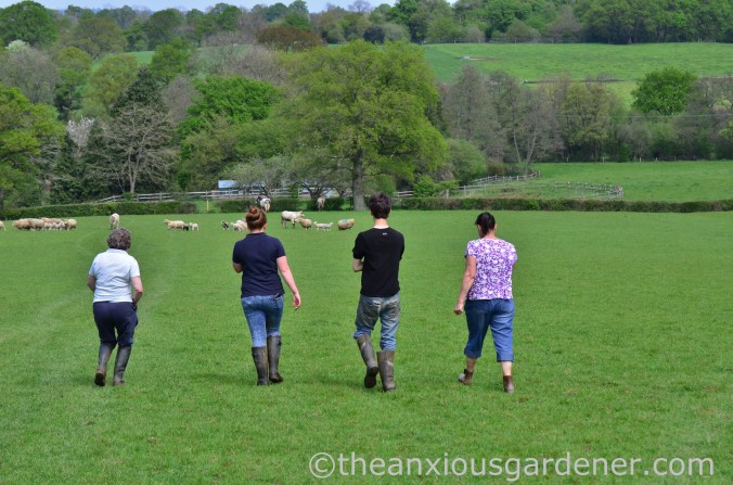 Cows out to pasture (17)