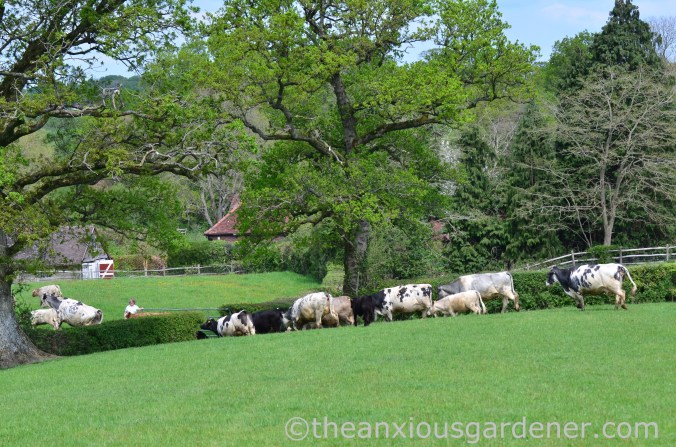 Cows out to pasture (18)