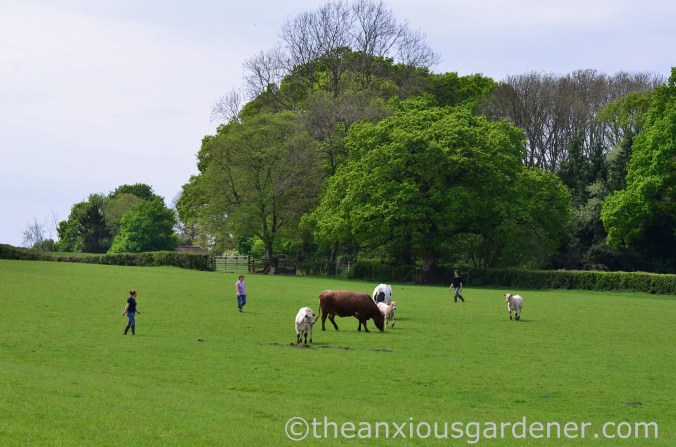 Cows out to pasture (19)