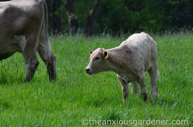 Cows out to pasture (20)