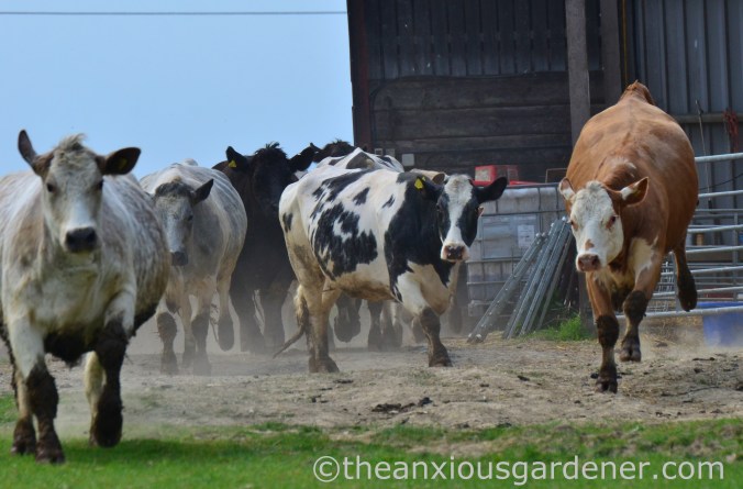 Cows out to pasture (3)