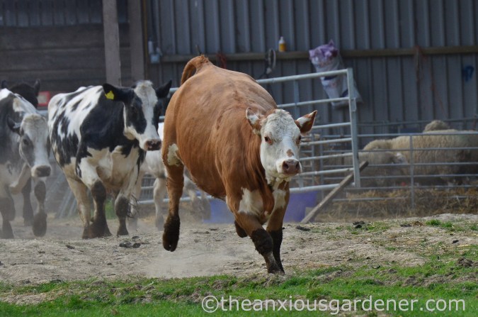 Cows out to pasture (4)