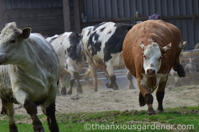 Cows out to pasture (5)