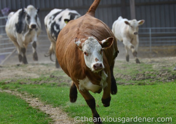 Cows out to pasture (6)