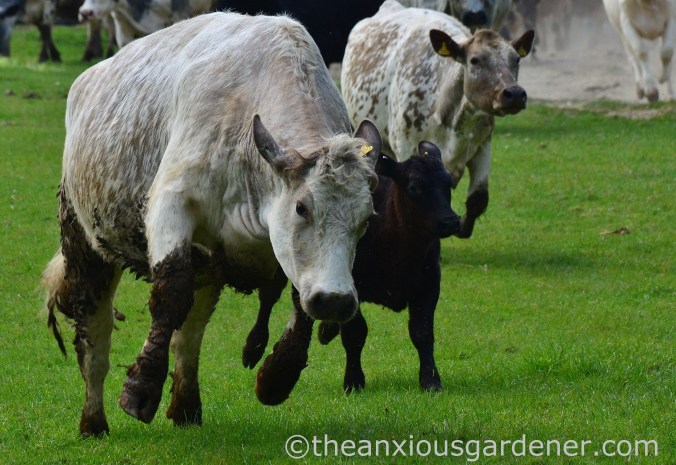 Cows out to pasture (7)