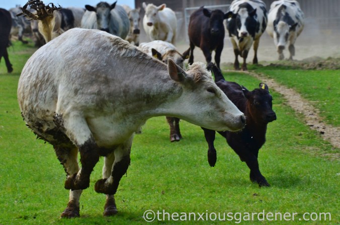 Cows out to pasture (8)