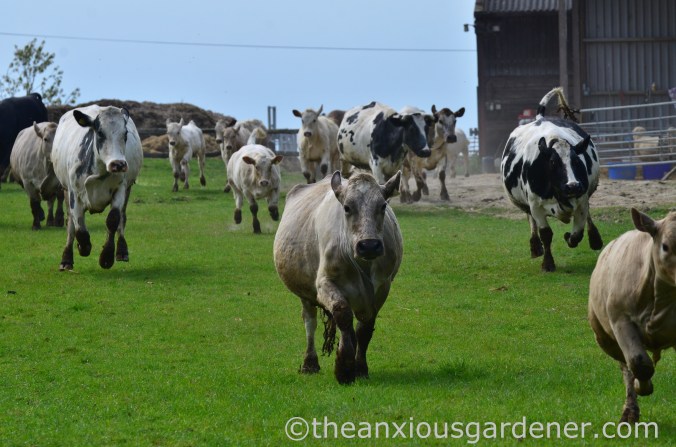 Cows out to pasture (9)