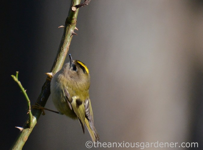 Goldcrest