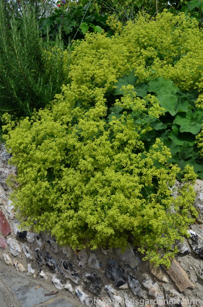 Alchemilla mollis (1)