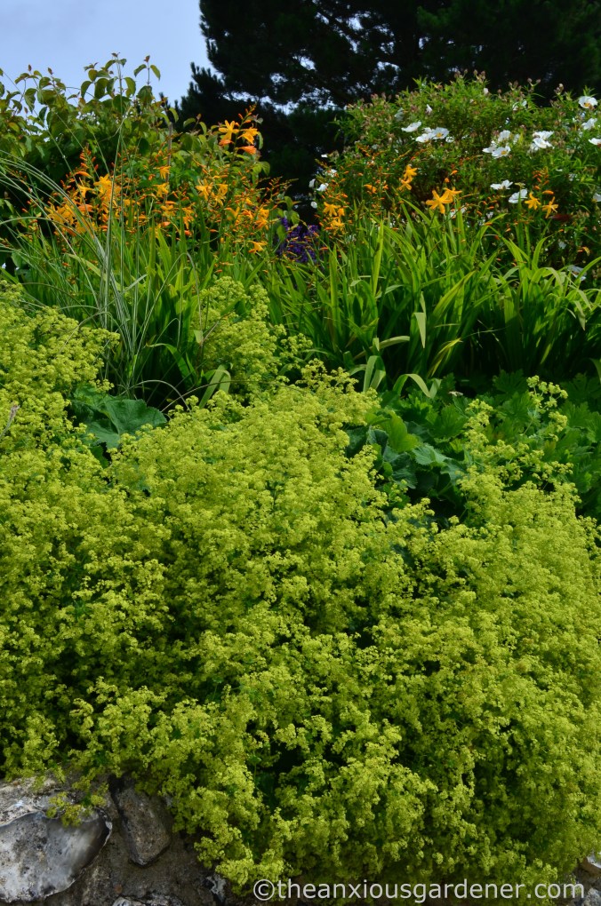 Alchemilla mollis (2)