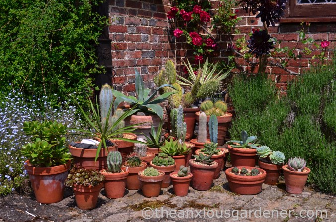 Cacti and succulents (2)