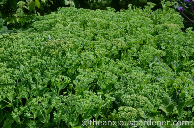 Chelsea chopped sedum