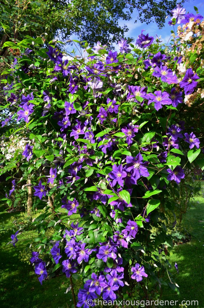 Clematis Wisley