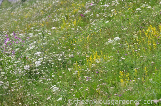 Cyclig along the Rhine (11)