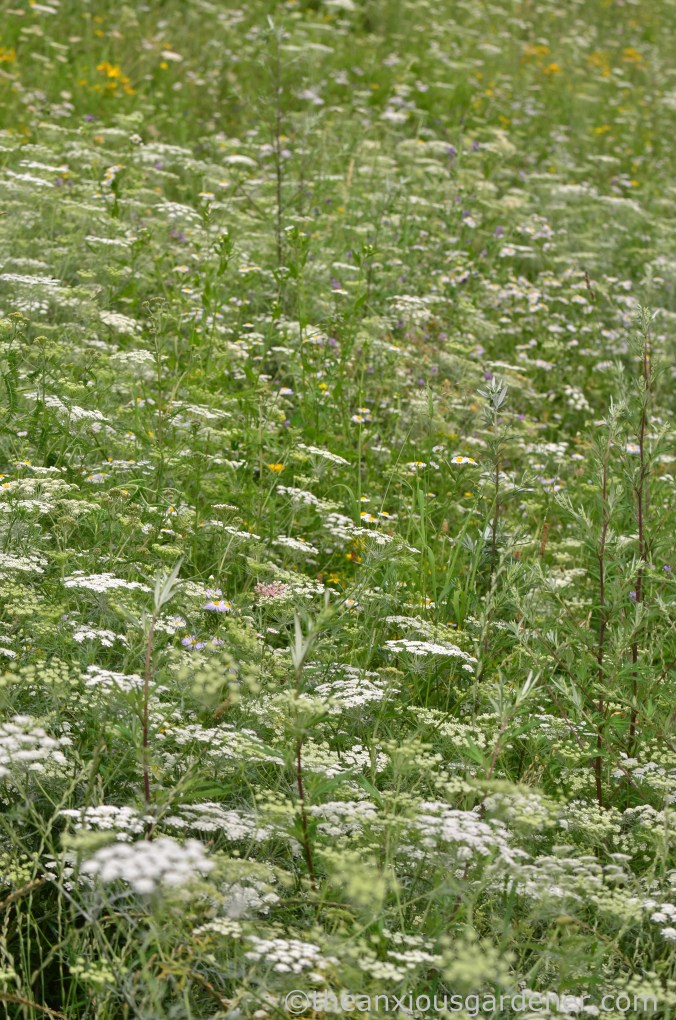Cyclig along the Rhine (15)