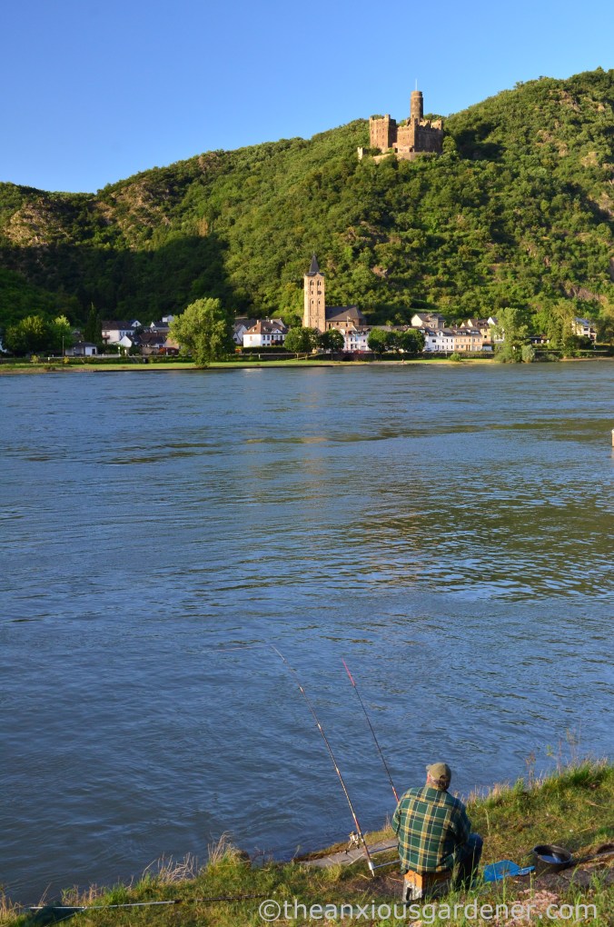 Cycling along the Rhine (12)