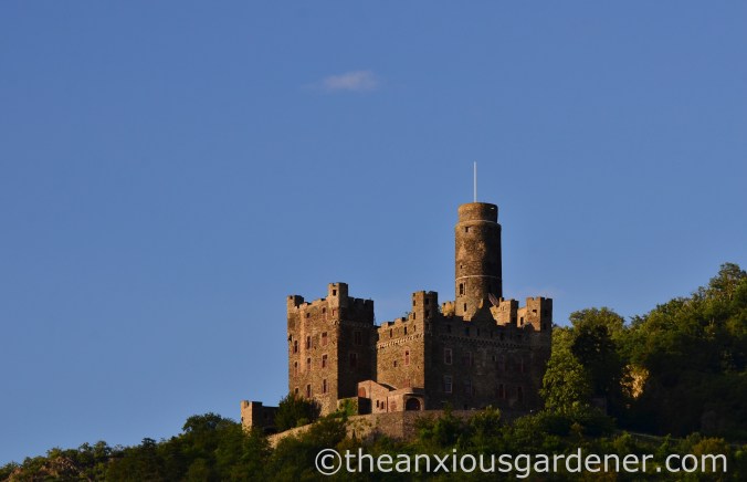 Cycling along the Rhine (13)