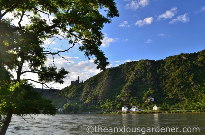 Cycling along the Rhine (15)