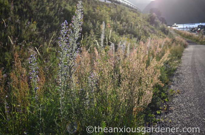 Cycling along the Rhine (16)