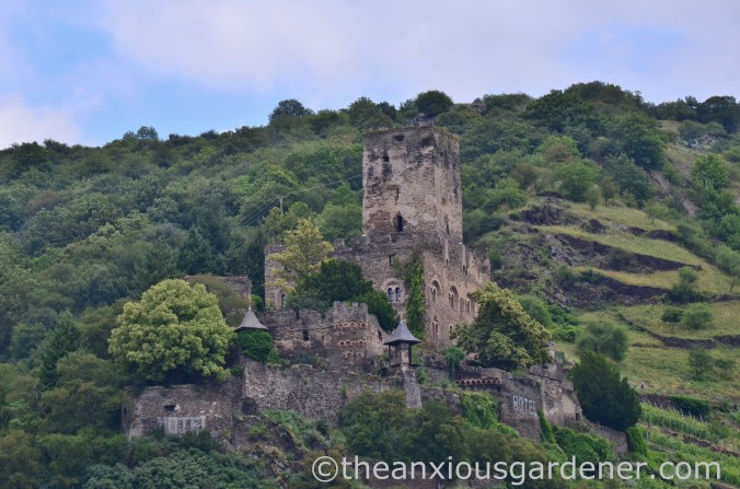 Cycling along the Rhine (8)