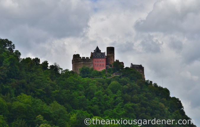 Cycling along the Rhine (9)