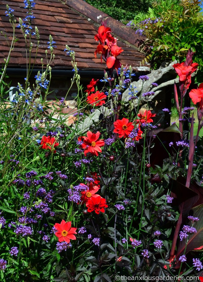 dahlia-bishop-of-llandaff-3