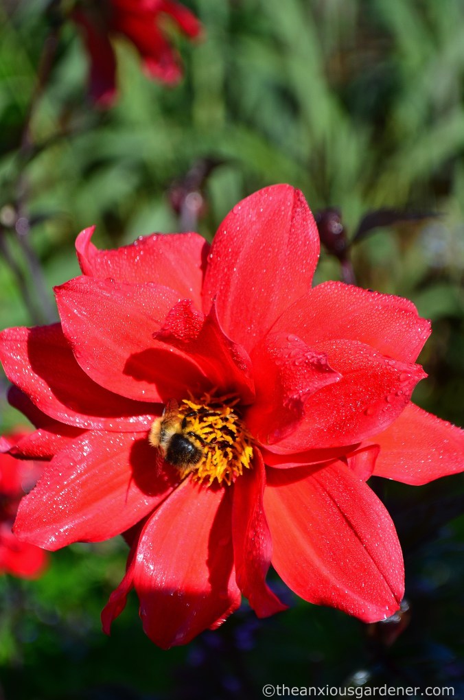 dahlia-bishop-of-llandaff