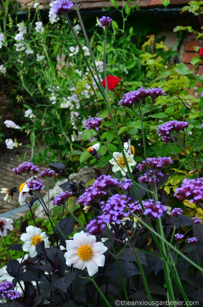 dahlia-twynings-after-eight-2