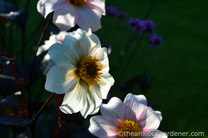 dahlia-twynings-after-eight