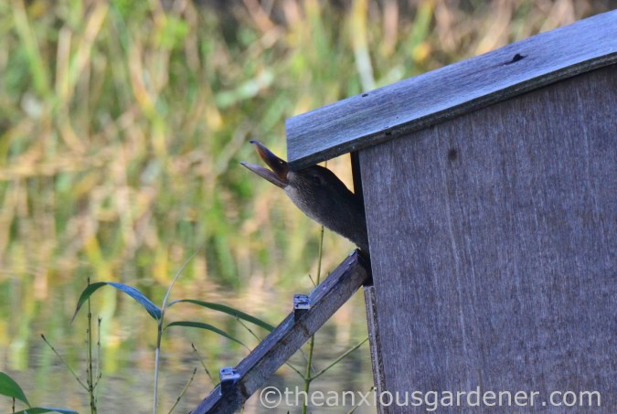 Duck nest box