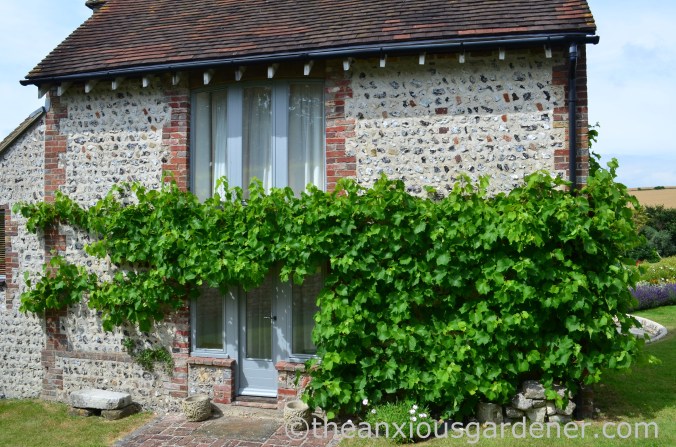 Grape vine (1)